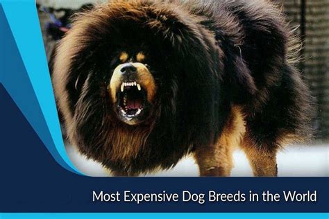Top 16 Most Expensive Dog Breeds In The World Marketing91