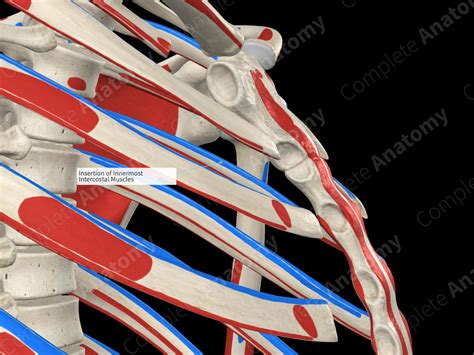 Insertion Of Innermost Intercostal Muscles Complete Anatomy