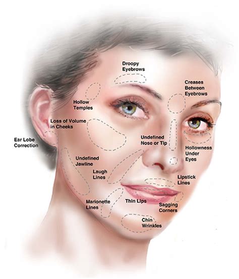 Face Anatomy Skin