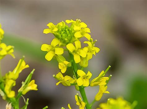 The mustard plant, mentioned only in the new testament, is one of these examples. Zen, Yoga, Gurdjieff- perspectives on inner work: The ...