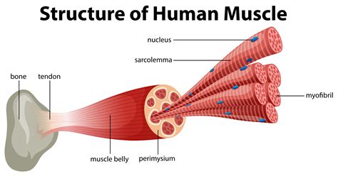 Muscular Parts Of Human Body