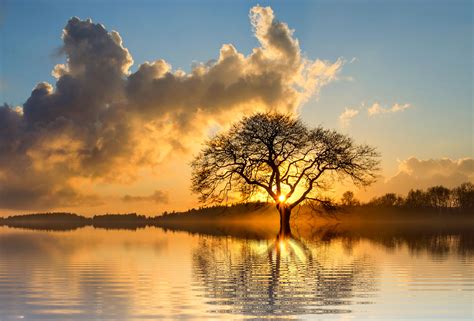 Lone Tree In Lake Hd Nature 4k Wallpapers Images Backgrounds