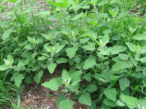 10 Edible Weeds That Have Rich Taste And Nutritious Value The Self