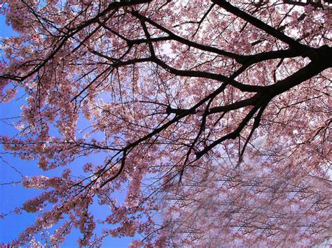 Cherry Blossom 3d Wallpapers 3d Wallpapers