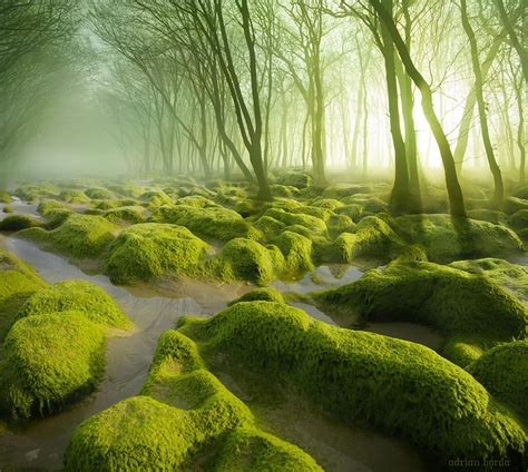 The 34 Most Beautiful Forests In The World Id Love To Walk Barefoot