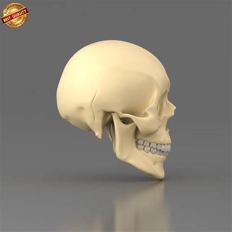 Human Skull 3d Model 39 Obj Ma Fbx Free3d