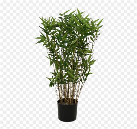 Examine branches that still have color and look for signs of new leaf buds. Download Single Bamboo Tree Png - Potted Bamboo Plant ...