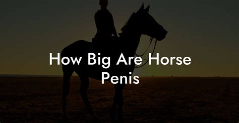 How Big Are Horse Penis How To Own A Horse