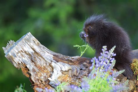 Cute Baby Porcupine Smelling Flowers Photograph By David Newbold Fine
