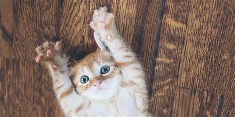 Explore @de_kat twitter profile and download videos and photos de donkerste plaatsen in de hel zijn voorbehouden aan hen die zich afzijdig houden in tijden van | twaku. Katten vangen door een rondje op de vloer te maken? Ja ...