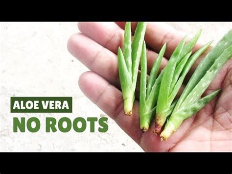 A Person Holding Up Some Green Plants In Their Hand With The Words Aloe