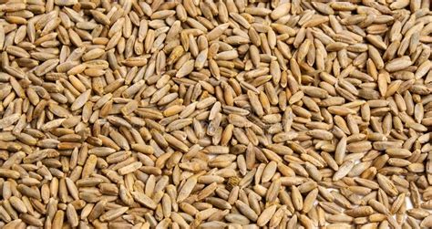 Wheat Barley Rye Oat Grain Texture Macro Shot Stock Image Image