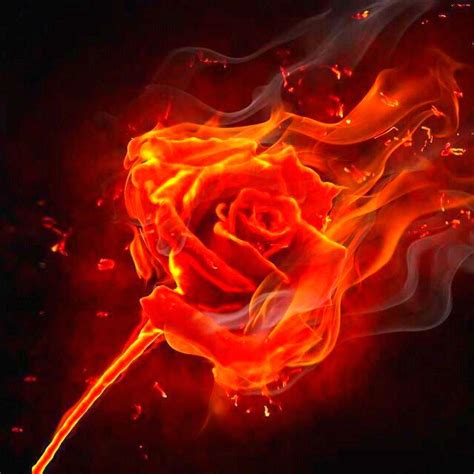 Pin By Brian Jamison On Cool Pictures Rose On Fire Burning Rose