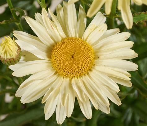 Leucanthemum x superbum 'broadway lights'. Leucanthemum superbum Broadway Lights ® - Margerite ...