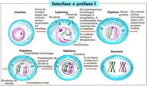 Meiotica