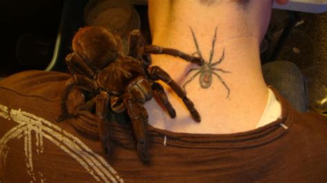 Colômbia) cerca de 2,5/100, ao lado de uma aranha golias. Aranha-Golias-Comedora-de-Pássaros | Animais - Cultura Mix