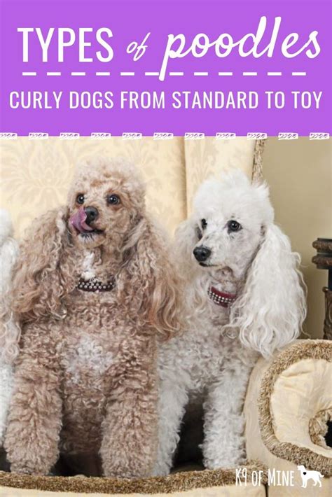 Types Of Poodles Curly Canines From Standard To Toy Dogs Poodles