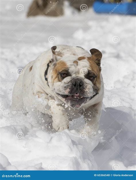 Bulldog Running Through The Snow Stock Photo Image Of Canine Deep