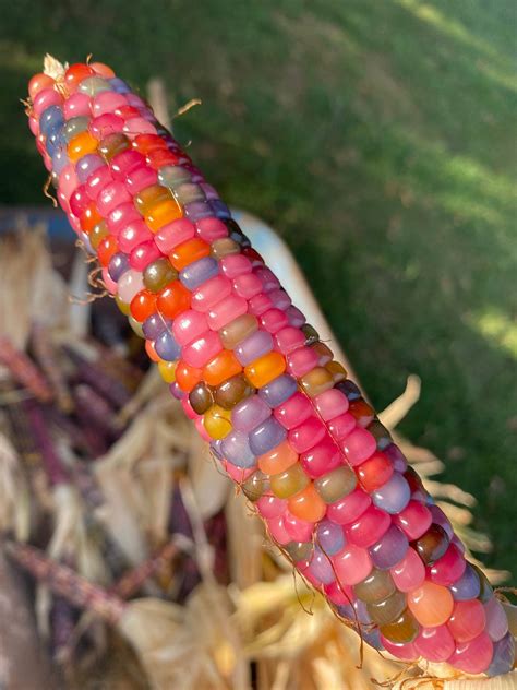 Glass Gem Cherokee Indian Corn 20 Seed Pack The Most Beautiful Etsy