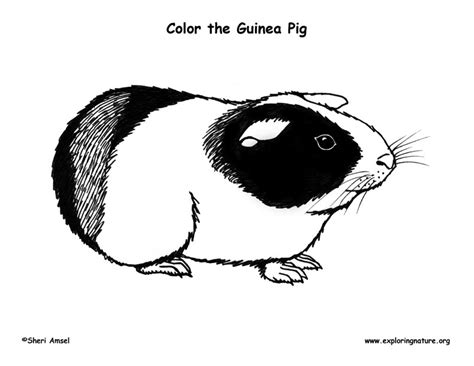 Baby pig coloring pages free guinea pigs three cute klubfogyas. Guinea Pig Coloring
