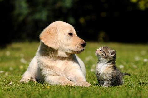 It is also important to have at least two people present, one to handle the dog's leash and the other to tend to the cat. How Much Do Cats and Dogs Remember? | Live Science