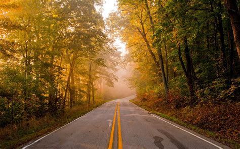 Roads Trees Forest Autumn Fall Phone Hd Wallpaper Get It Now