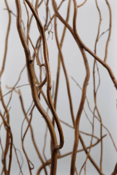 natural curly willow branches  branches   feet