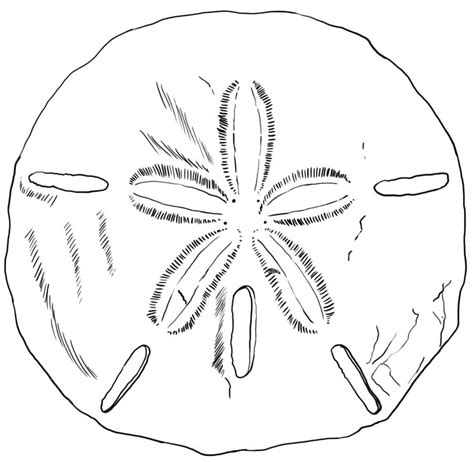 Sand Dollar 11 Coloring Page Printable Coloring Page For Kids