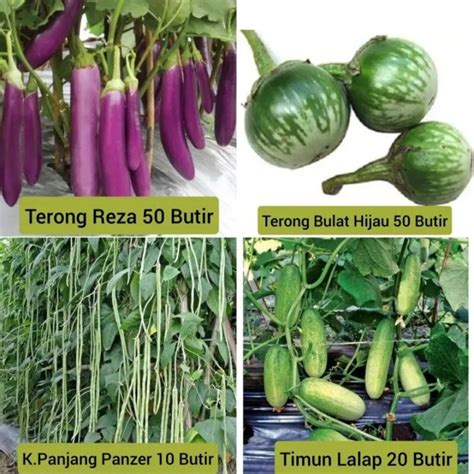 Jual Paket Jenis Biji Benih Sayuran Hemat Repack Shopee Indonesia