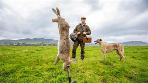Photos Balance Is The Key For Irelands Last Traditional Rabbit Hunter