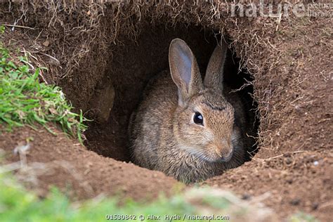 Nature Picture Library European Wild Rabbit Oryctolagus Cuniculus In
