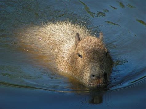 24 best Animals that can SWIM.. images on Pinterest | Swim, Animales