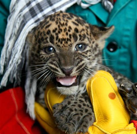 The many species of animals range consists of 123 mammals, 526 birds. Rare Sri Lankan Leopard Cubs Born at Zoo Brno - ZooBorns