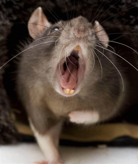 Fears Of Rat Invasion Grow As Festive Rubbish Sparks Swarm Daily Star