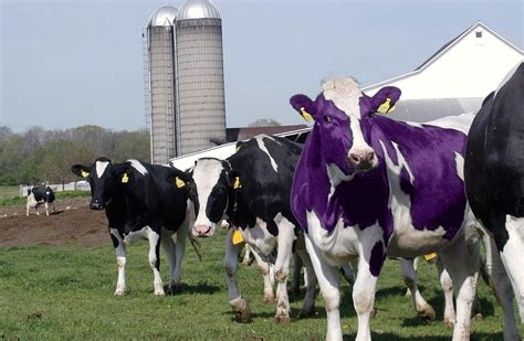 Télécharger ou lire en ligne la vaca púrpura: Una vaca púrpura
