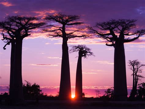 10 Most Beautiful Trees