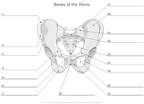 Bones Of The Pelvis Unlabeled Anatomy Pinterest The Head Anatomy