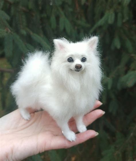 Miniature Of American Eskimo Dog By Yana Fedorova Tedsby