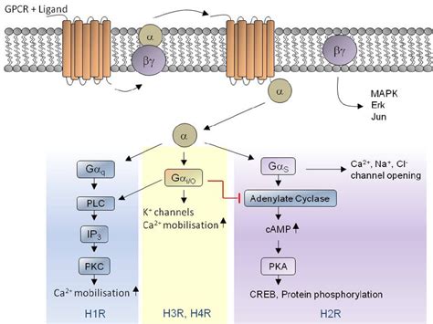 Proteine sind aus aminosäuren aufgebaut. Histamin und HistaminrezeptorenSignalkaskade H1, H2 | ATM ...