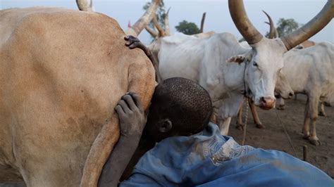 La Técnica Africana Para Ordeñar Vacas Mundari Parte 2 🇸🇸 Youtube