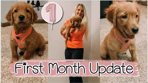 First Month With A Golden Retriever Puppy Update Youtube