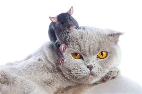 Cat And Mouse Q Pest Control