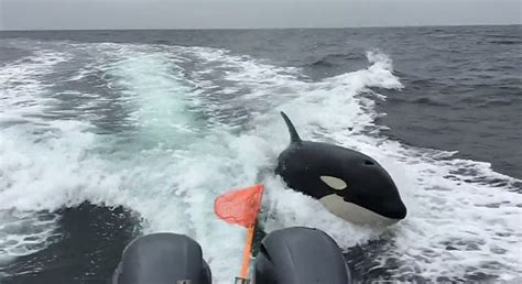 Video Shows Orcas Chasing Boat Off California Coast Wsvn 7news