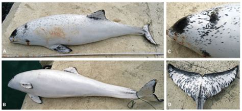 Anomalously White Harbour Porpoise Bycaught In The Turkish Eastern