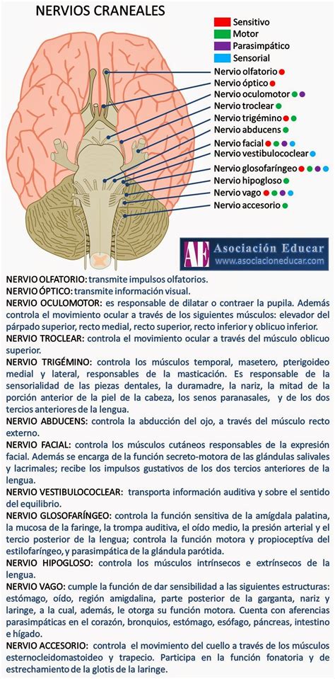 N Craneales Nervios Craneales Neurociencia Anatomia Y Fisiologia Humana