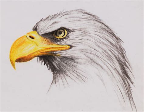 Detailed Egale Drawings Arte De Aves Aguila Dibujo Dibujo De Animales