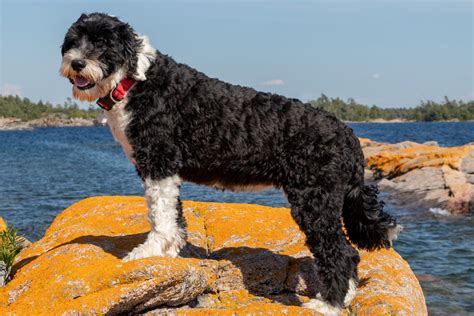 Portuguese Water Dog Dog Breed Characteristics And Care