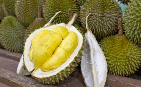 Mature specimens can grow up to 50 metres (160 feet). Types of Durians: Malaysia - Durians.com