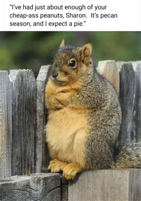 20+ Best of Animals Memes In 2020 See, rate and share the best 2020 memes, gifs and funny pics.