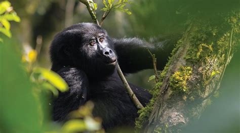 Bwindi The Epicenter Of Uganda Tourism Gorilla Safari Experts Uganda